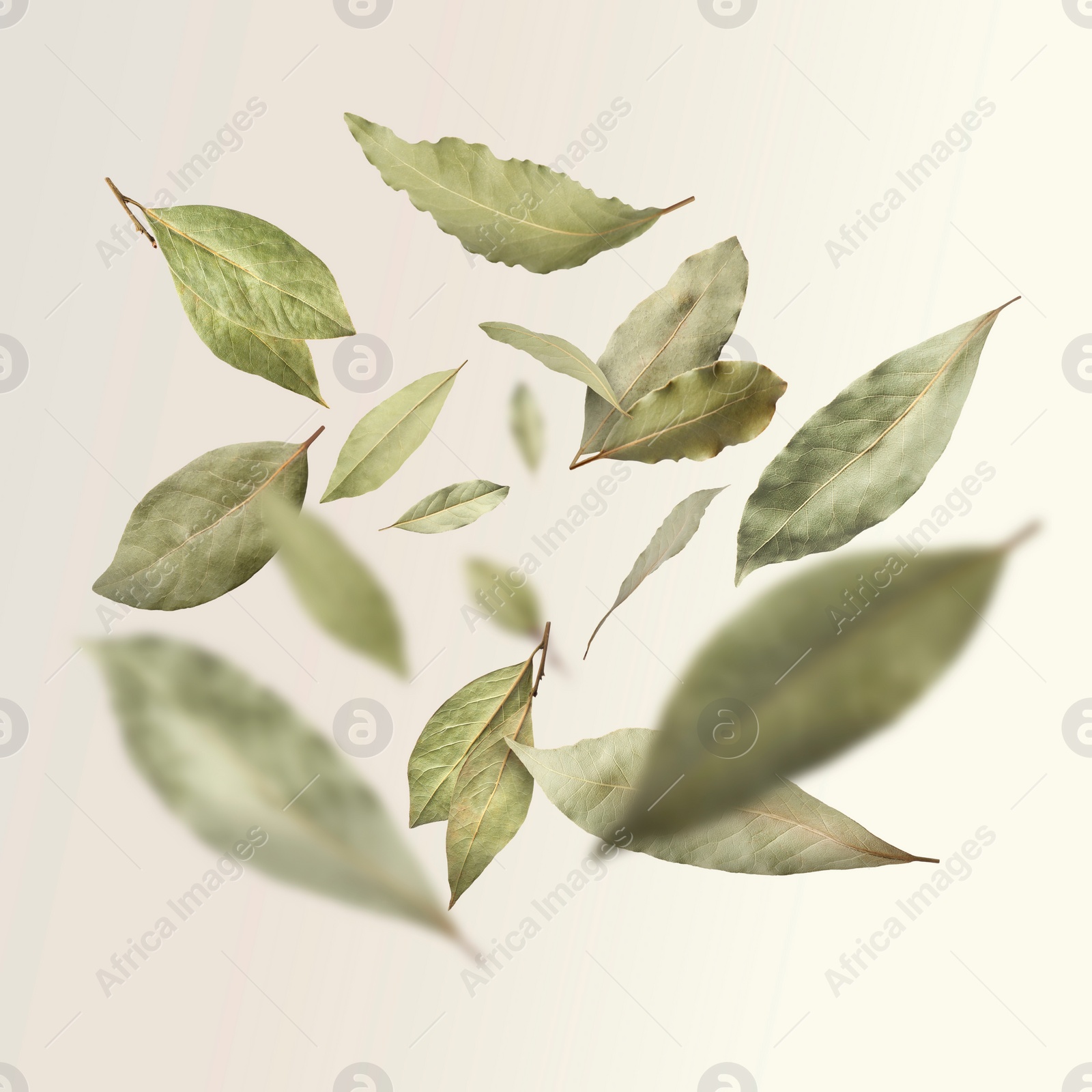Image of Dry bay leaves falling on light background