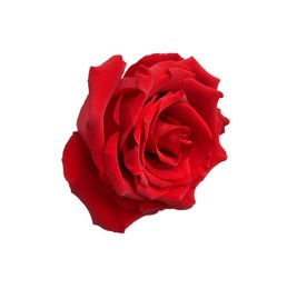 Photo of Beautiful fresh red rose isolated on white