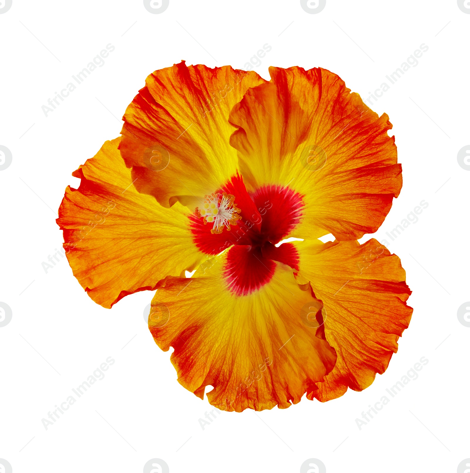 Image of Beautiful tropical hibiscus flower isolated on white