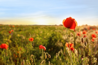 Beautiful blooming red poppy in field on sunny day. Space for text