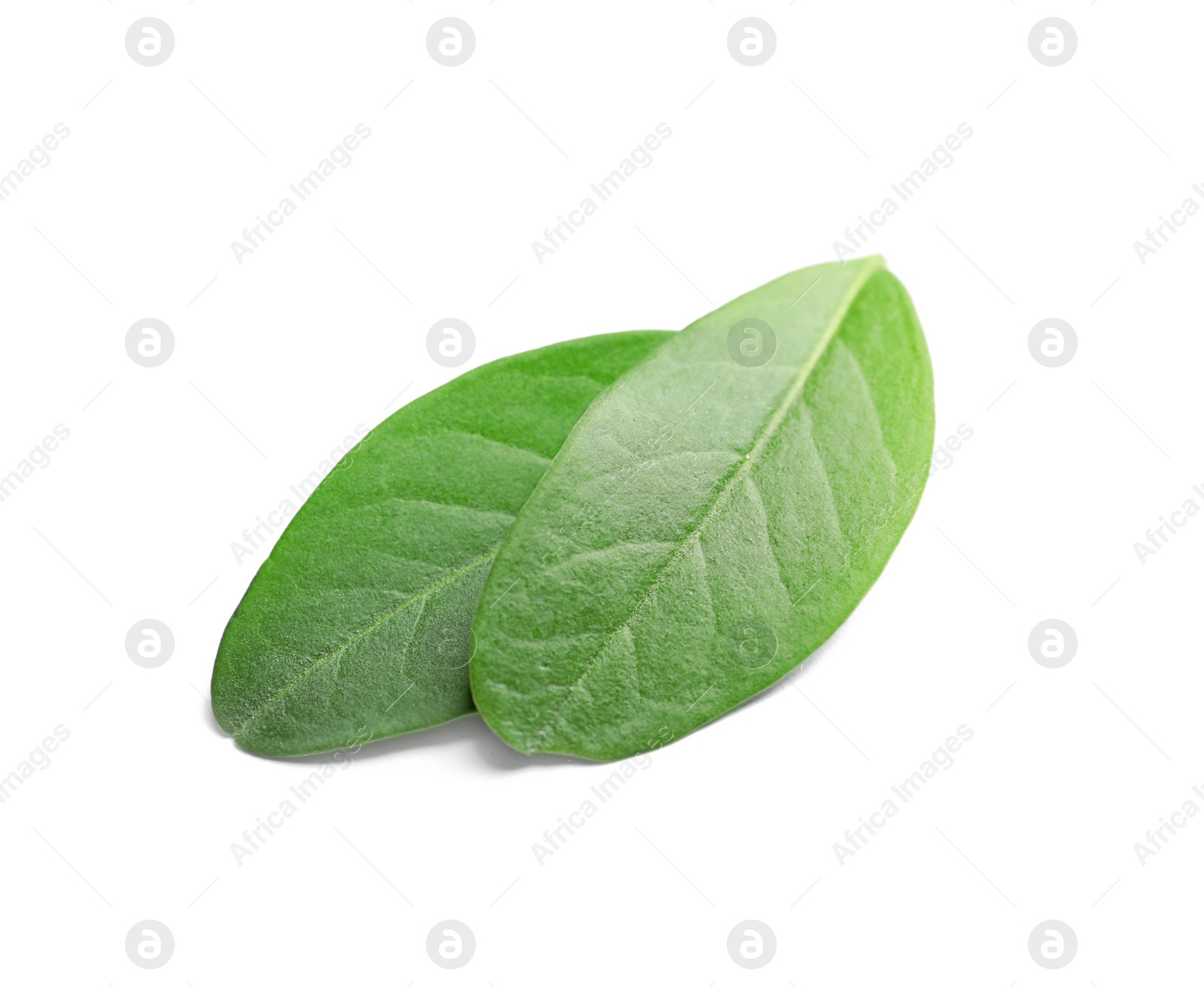 Photo of Beautiful spring green leaves on white background