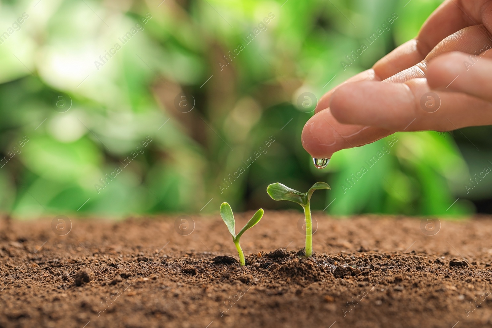 Photo of Young woman watering little seedlings against blurred background, closeup