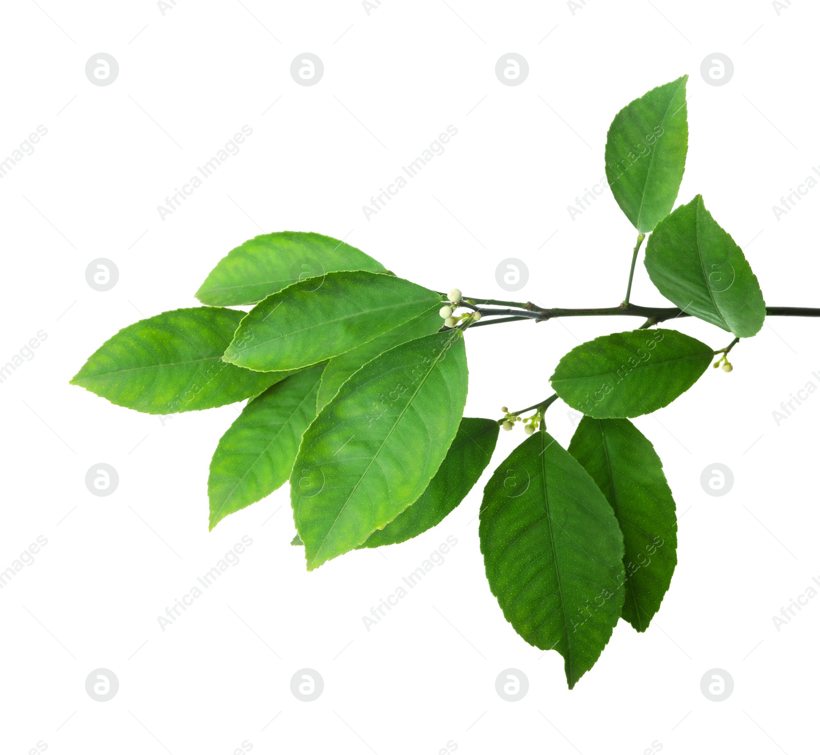 Photo of Fresh branch with green citrus leaves isolated on white