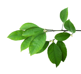 Fresh branch with green citrus leaves isolated on white