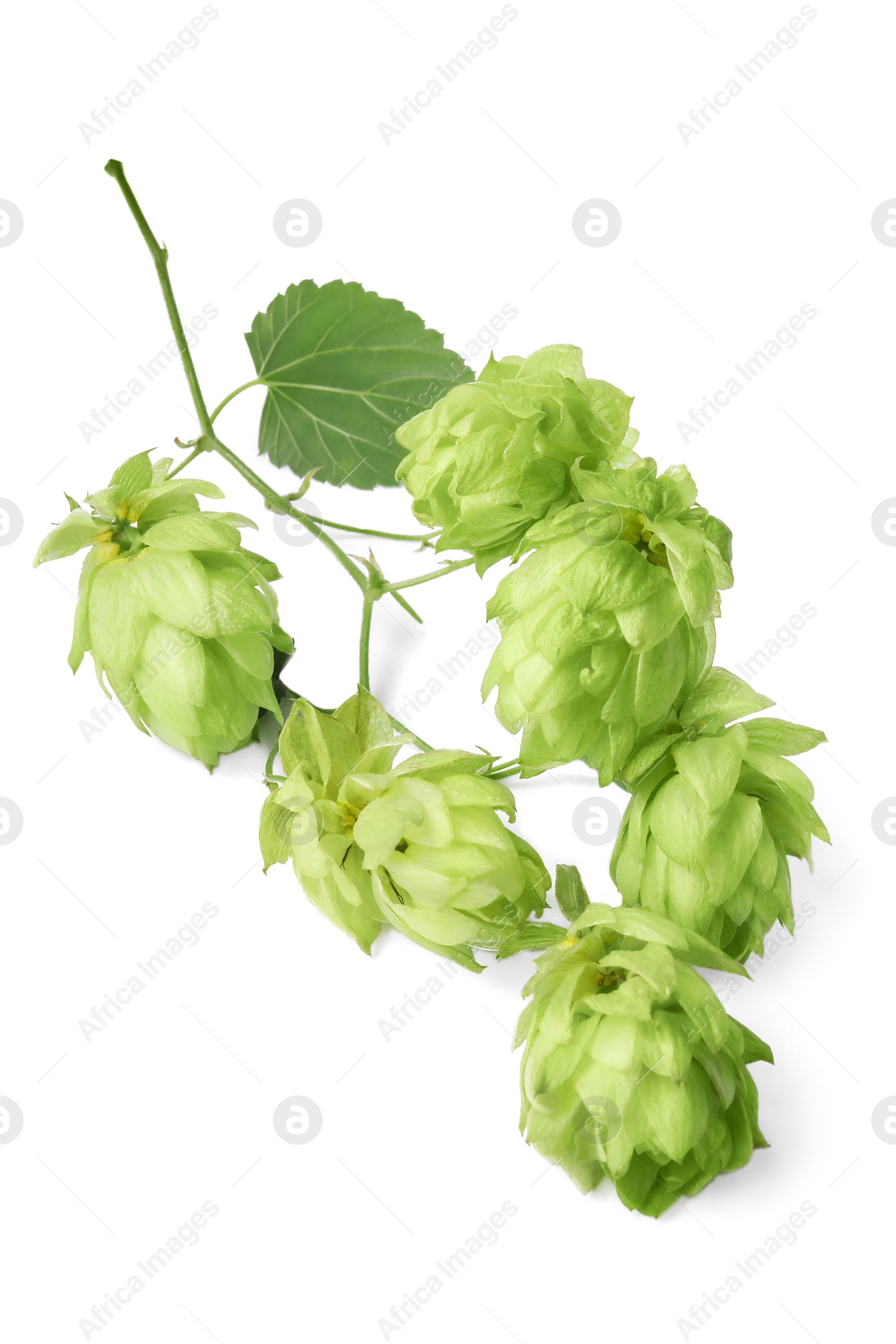 Photo of Branch of fresh green hops on white background