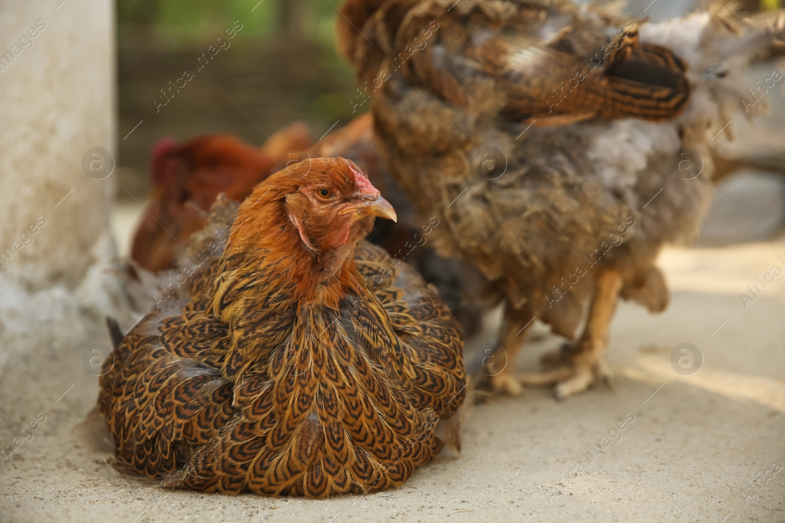 Photo of Beautiful red chickens in yard. Farm animal