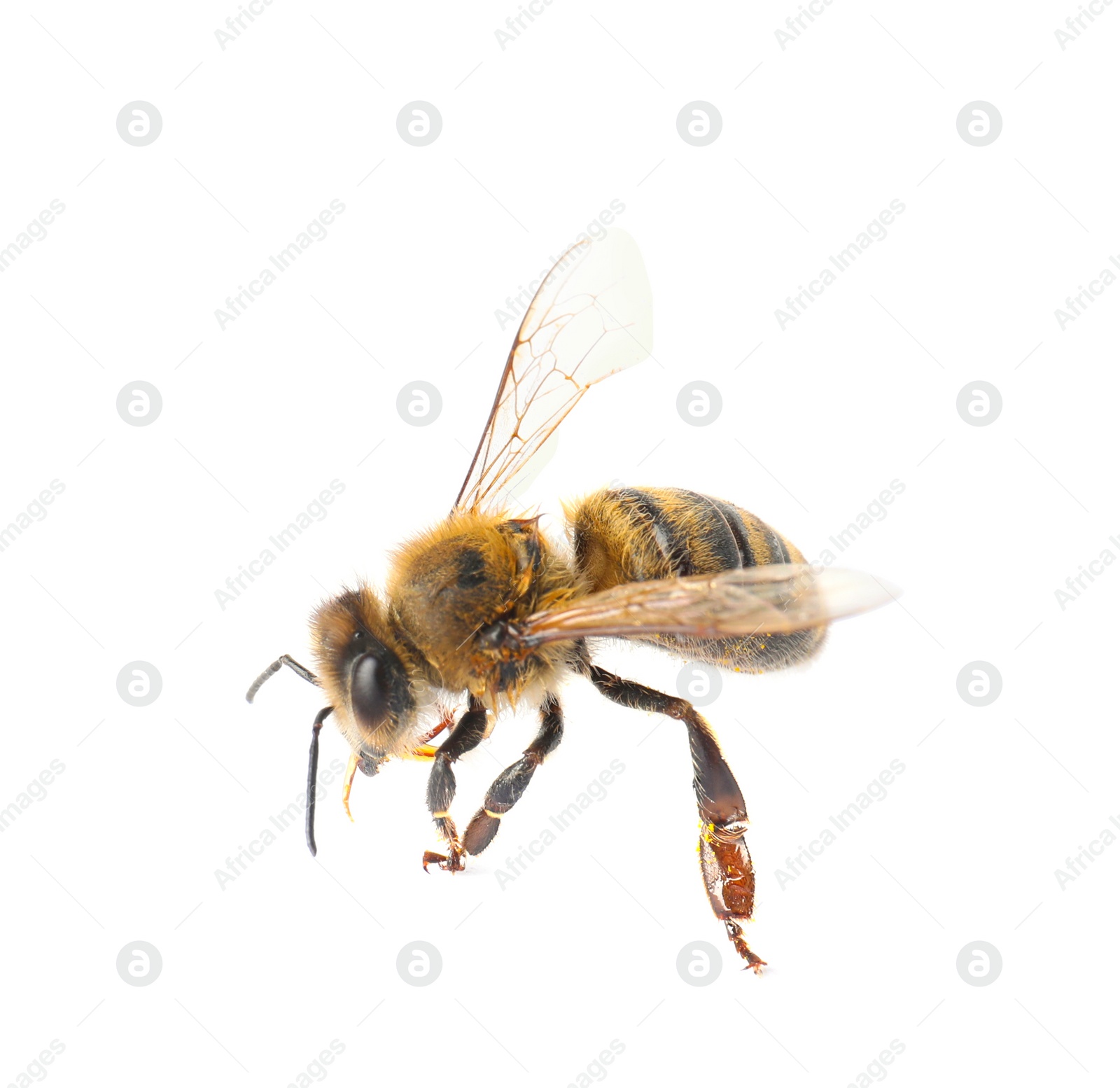 Photo of Beautiful honeybee on white background. Domesticated insect