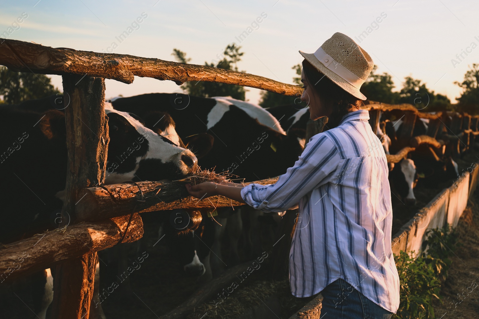 Photo of Young woman feeding cows with hay on farm. Animal husbandry