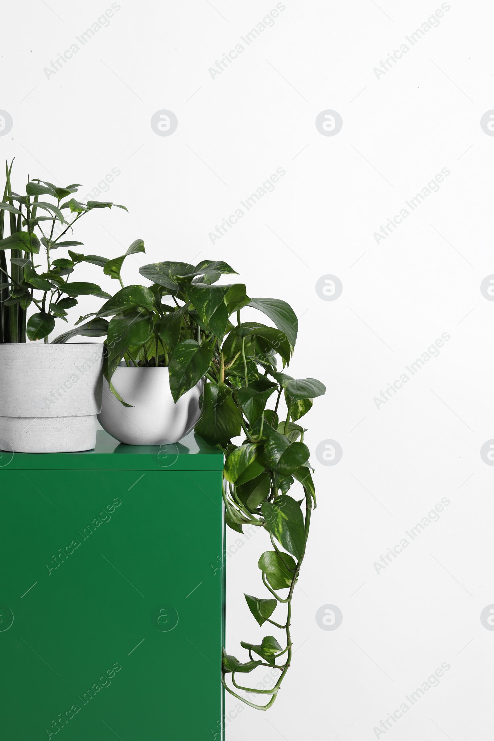 Photo of Many different houseplants in pots on green chest of drawers near white wall, space for text