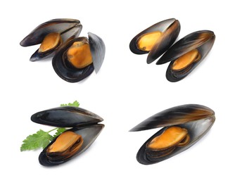 Set with tasty cooked mussels on white background