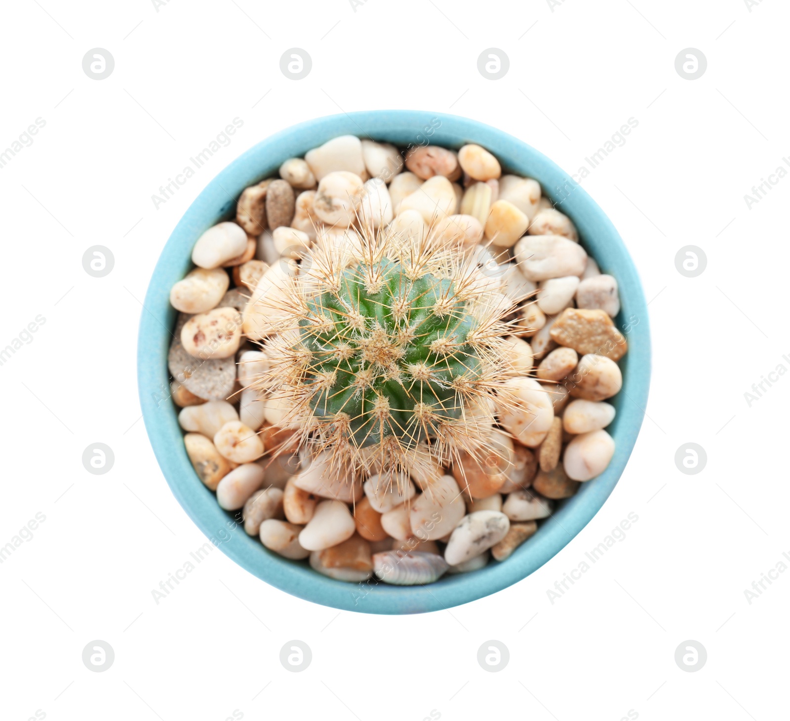 Photo of Beautiful cactus on white background, top view