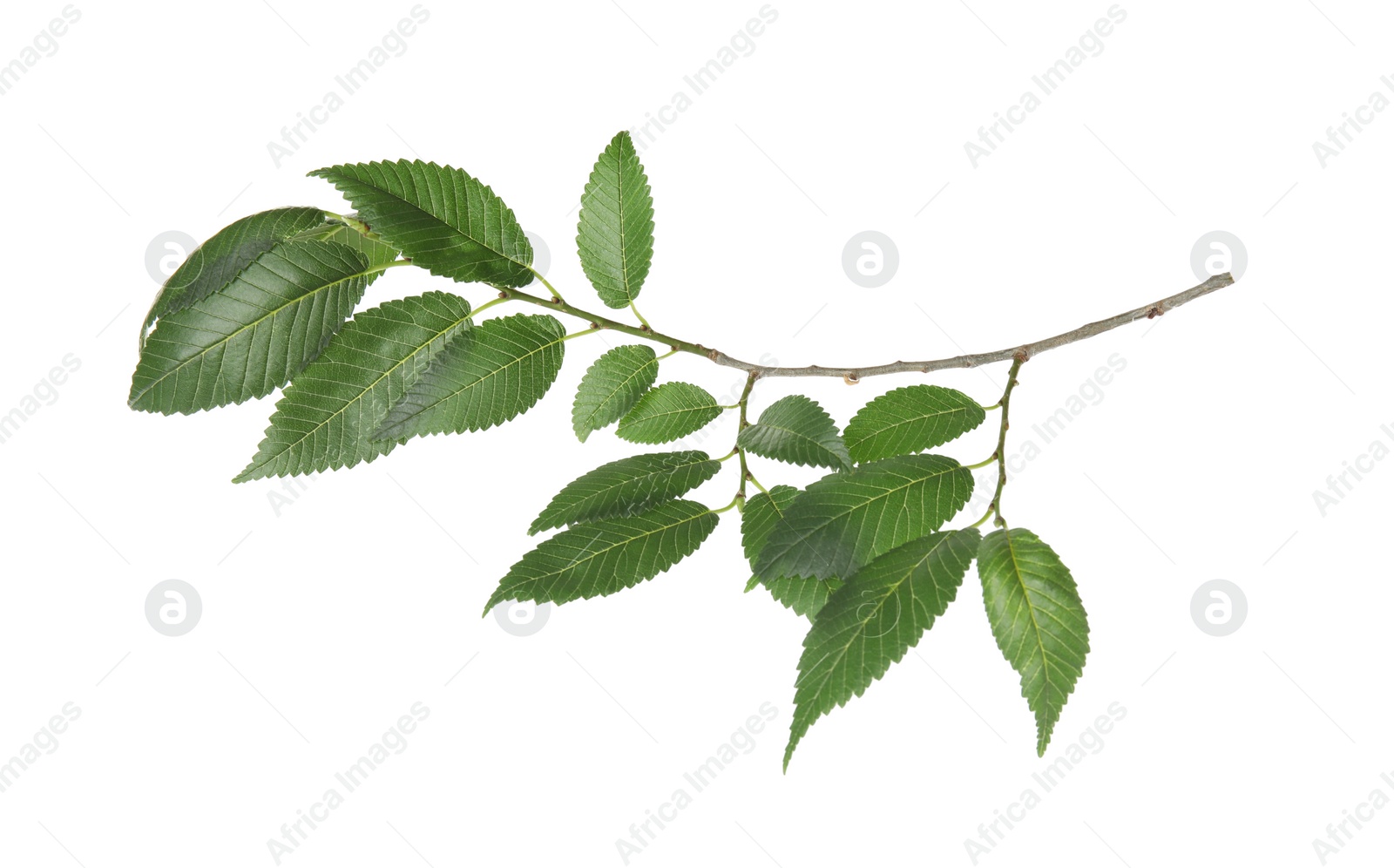 Photo of Branch of elm tree with young fresh green leaves isolated on white. Spring season