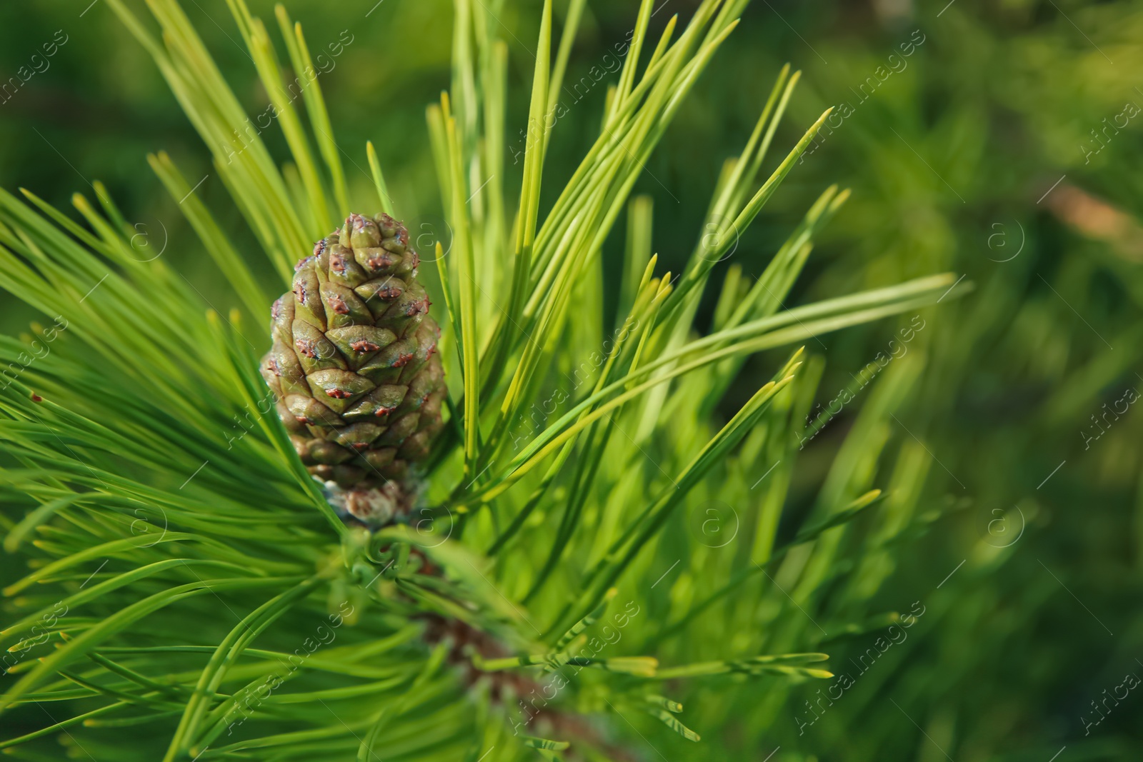 Photo of Pine tree branch with cone outdoors, closeup