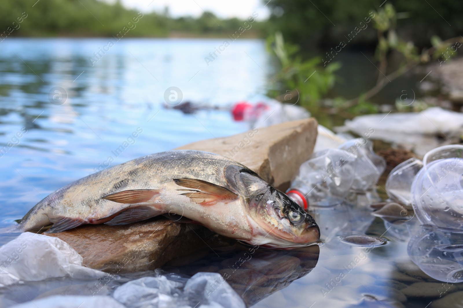 Photo of Dead fish on stone among trash in river. Environmental pollution concept