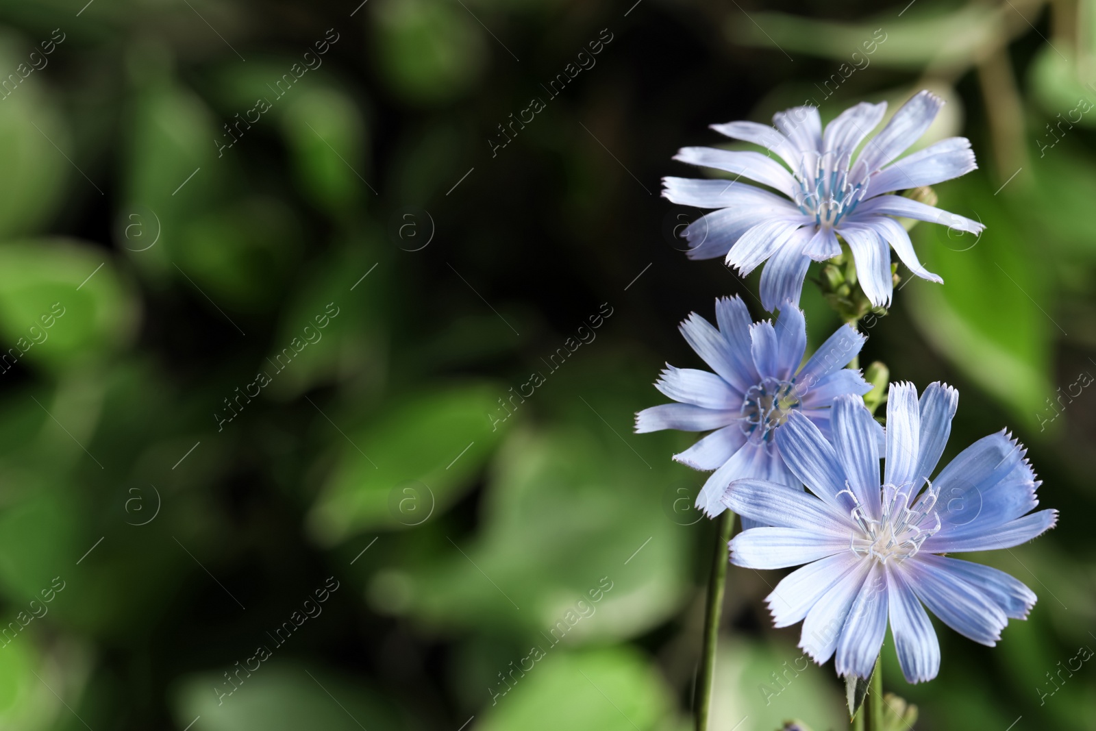 Photo of Beautiful blooming chicory flowers growing outdoors, closeup. Space for text