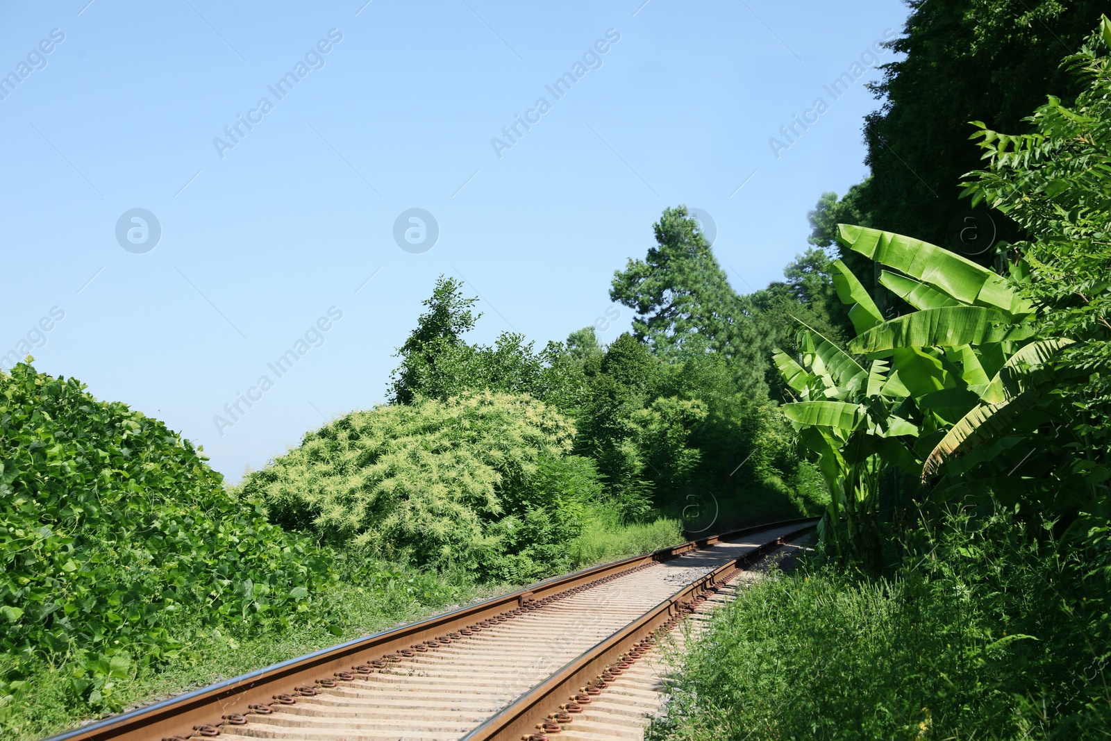 Photo of Modern railway line among plants in countryside