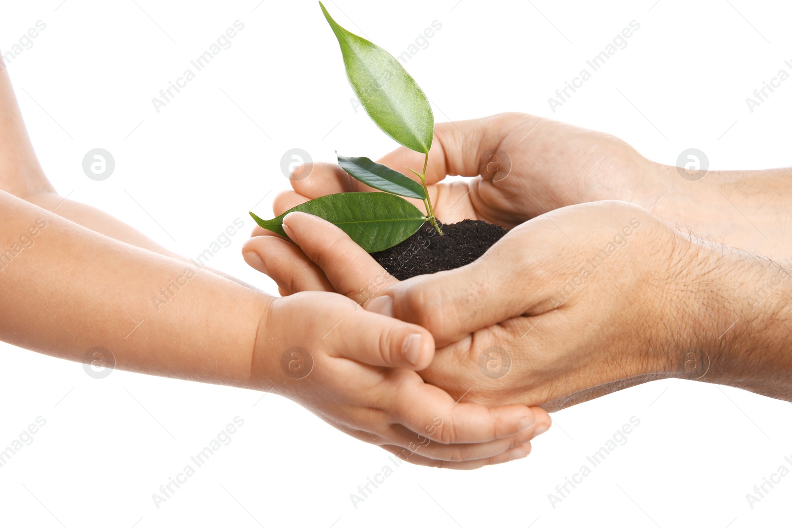 Photo of Man passing soil with green plant to his child on white background. Family concept