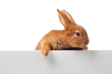 Photo of Adorable fluffy bunny rabbit with mockup poster on white background