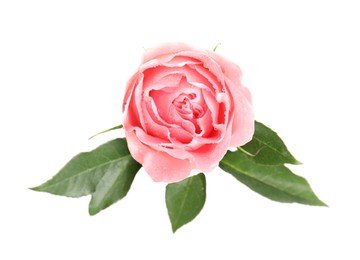 Photo of Beautiful pink rose flower with water drops isolated on white, top view