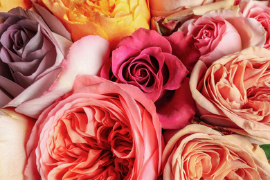 Photo of Beautiful fresh roses as background, closeup view. Floral decor