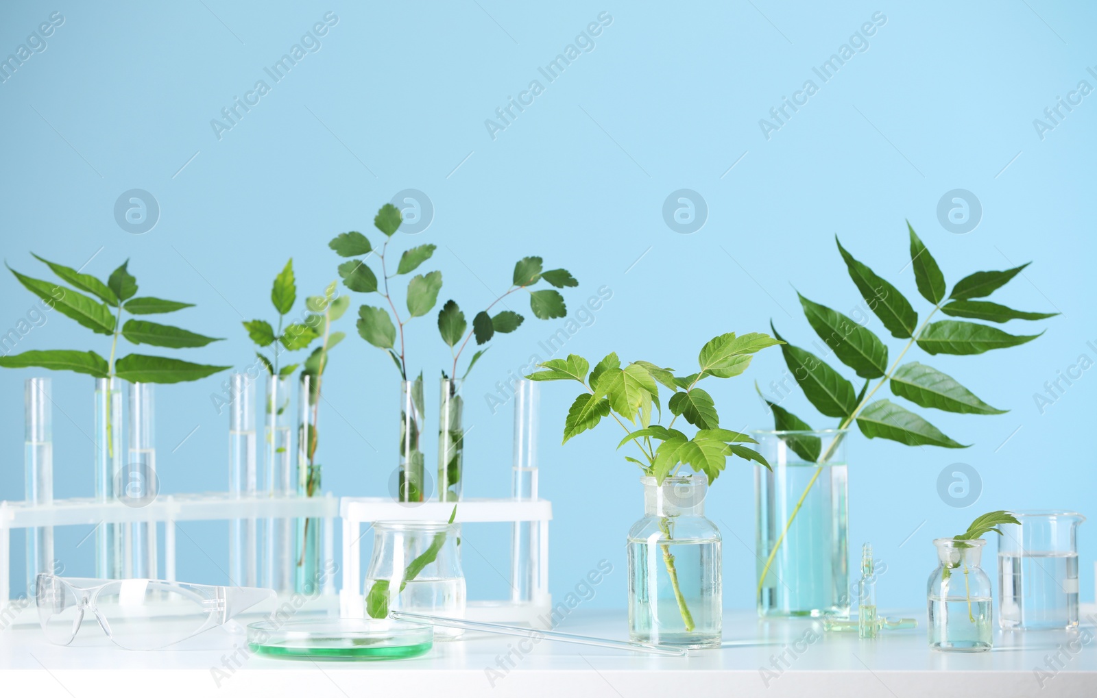 Photo of Laboratory glassware with plants on white table