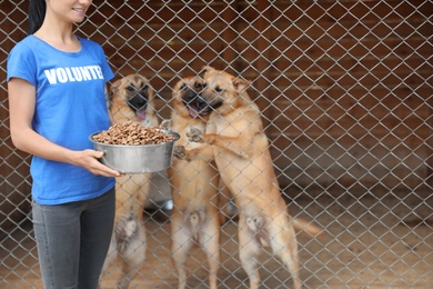 Woman holding bowl of food near cage with homeless dogs in animal shelter. Volunteering concept