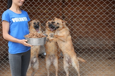 Photo of Woman holding bowl of food near cage with homeless dogs in animal shelter. Volunteering concept