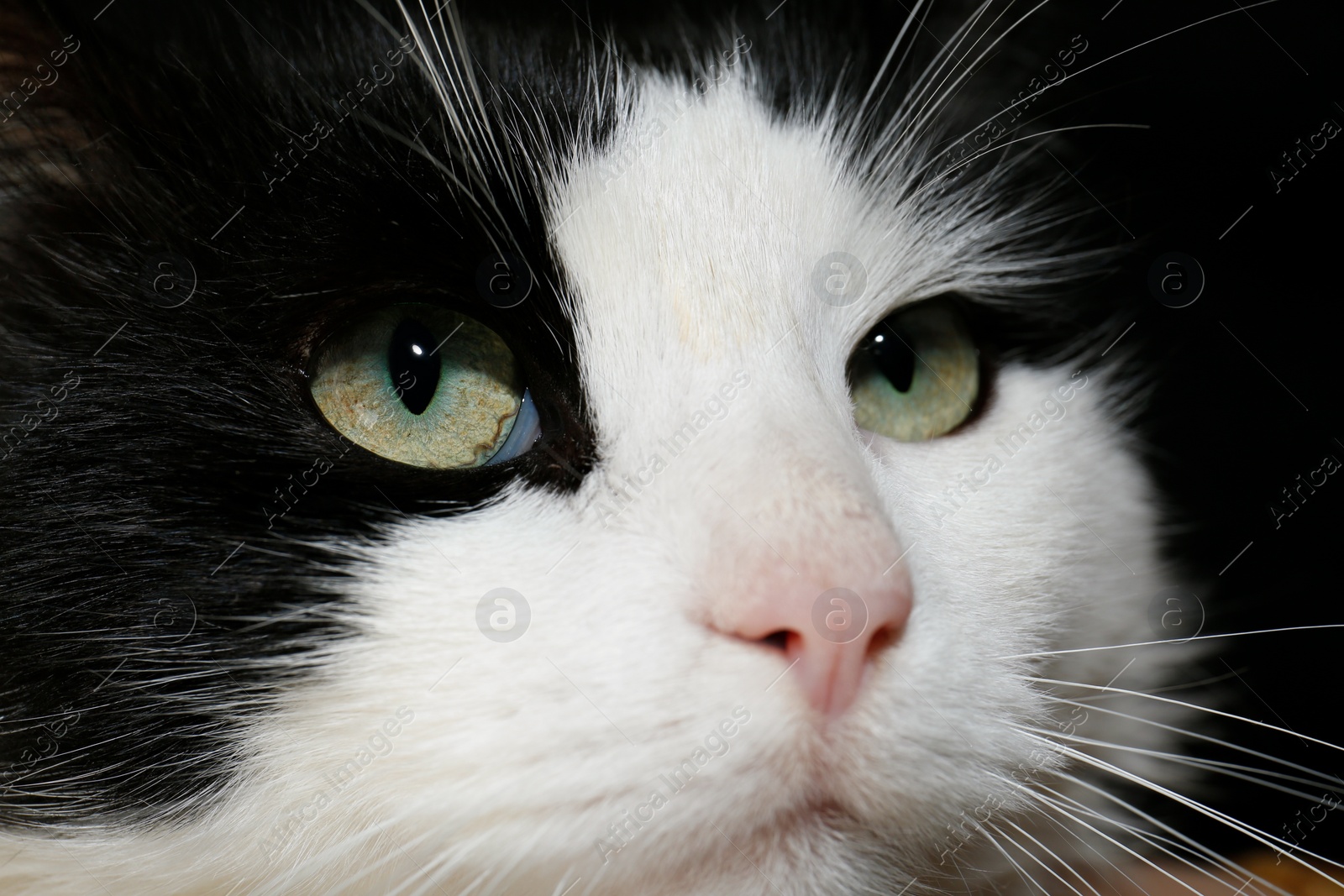 Photo of Closeup view of black and white cat with beautiful green eyes on dark background