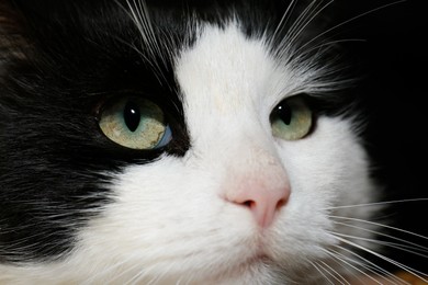 Photo of Closeup view of black and white cat with beautiful green eyes on dark background