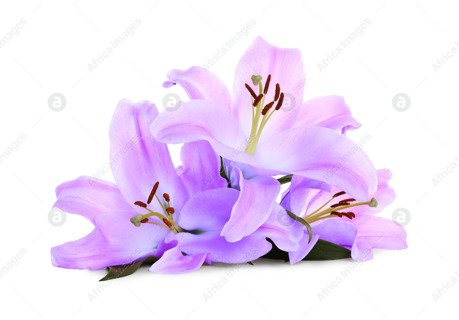 Image of Violet lily flowers on white background. Funeral attributes