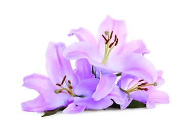 Image of Violet lily flowers on white background. Funeral attributes