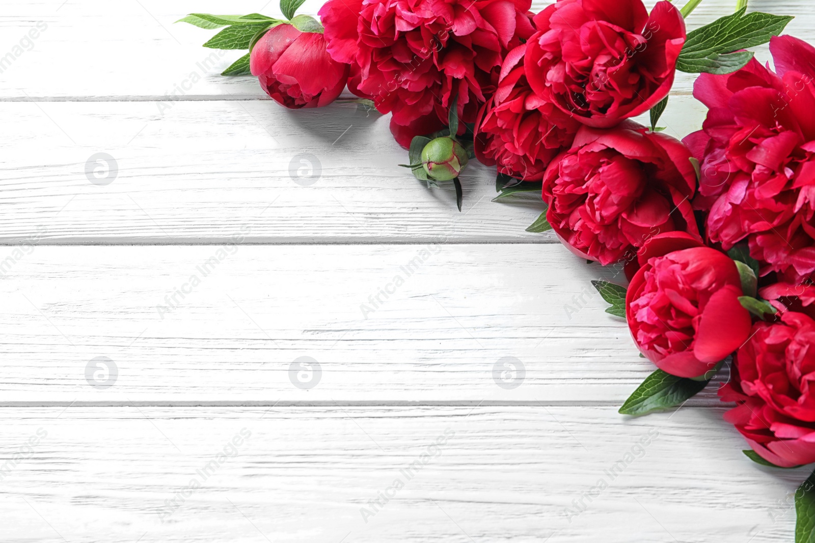 Photo of Beautiful blooming peony flowers on wooden background, top view