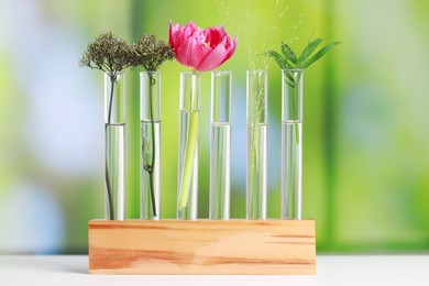 Different plants in test tubes on white table against blurred background