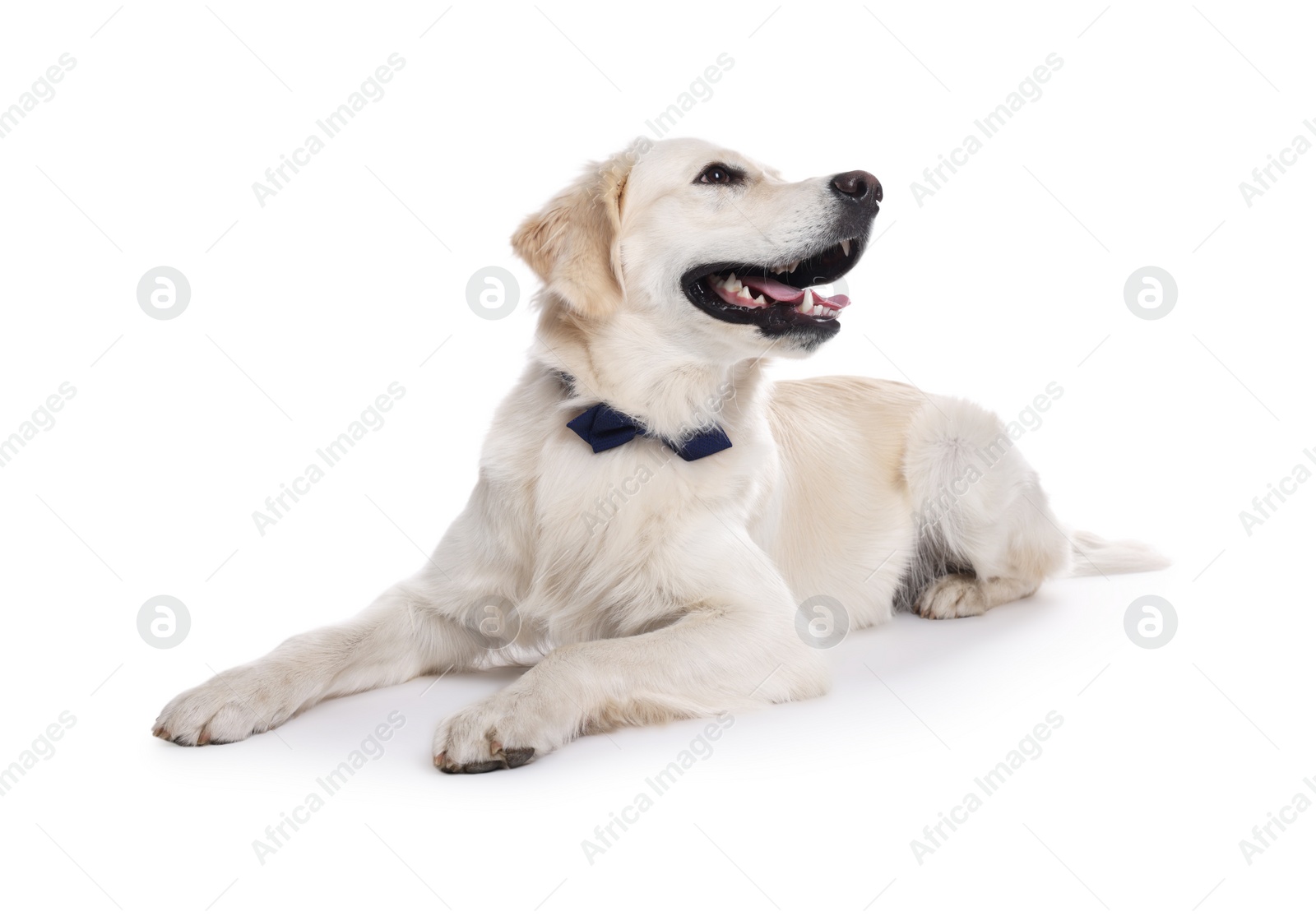 Photo of Cute Labrador Retriever with stylish bow tie on white background