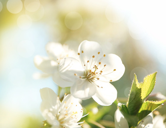 Beautiful cherry tree on sunny day. Amazing spring blossom