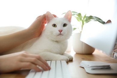 Photo of Adorable white cat lying near keyboard on table and distracting owner from work, closeup