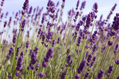 Photo of Beautiful lavender flowers growing in field, closeup