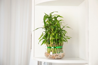 Photo of Green bamboo in glass bowl on shelf in room