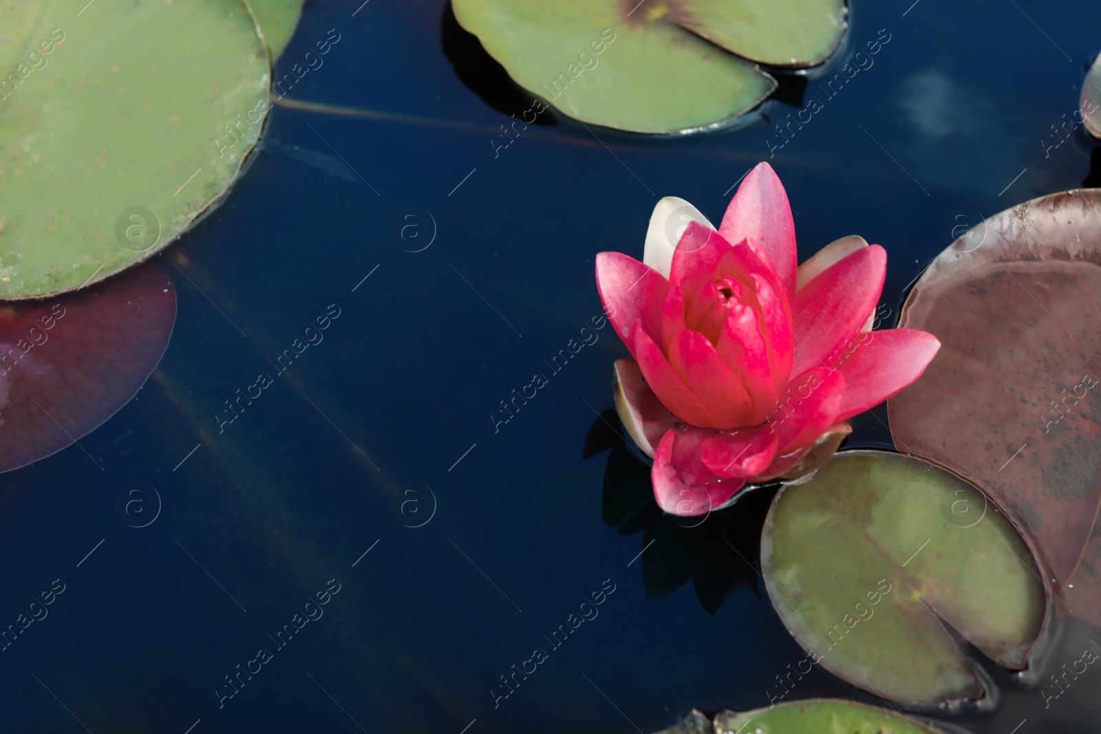 Photo of Beautiful blooming waterlily and leaves on water surface