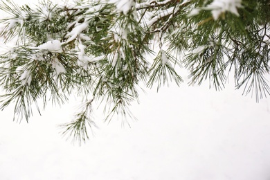 Photo of Coniferous branches covered with fresh snow, closeup. Space for text