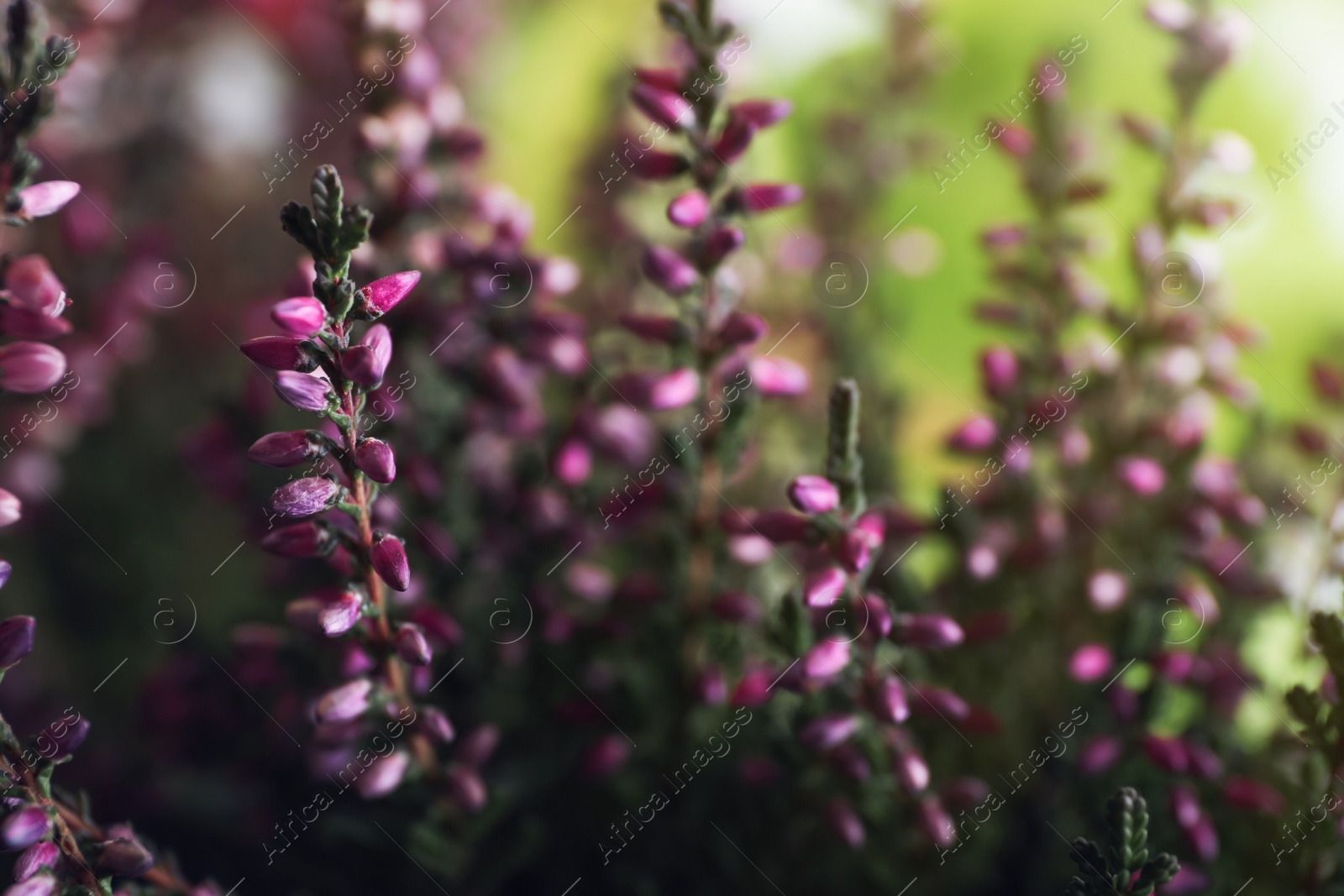 Photo of Heather shrub with beautiful flowers on blurred background, closeup