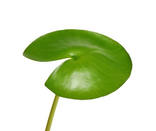 Beautiful green lotus leaf isolated on white