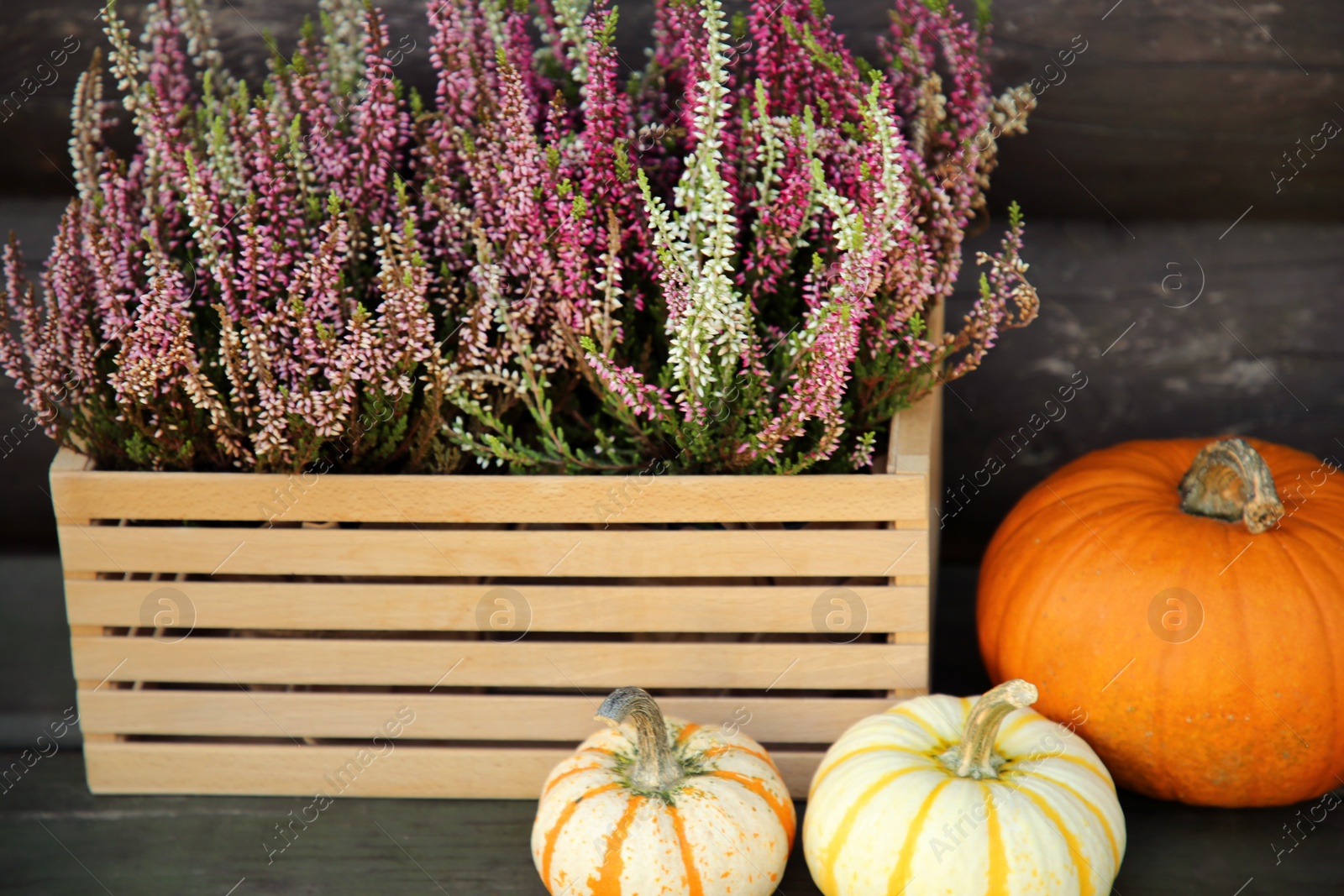 Photo of Beautiful heather flowers in crate and pumpkins on table near wooden wall