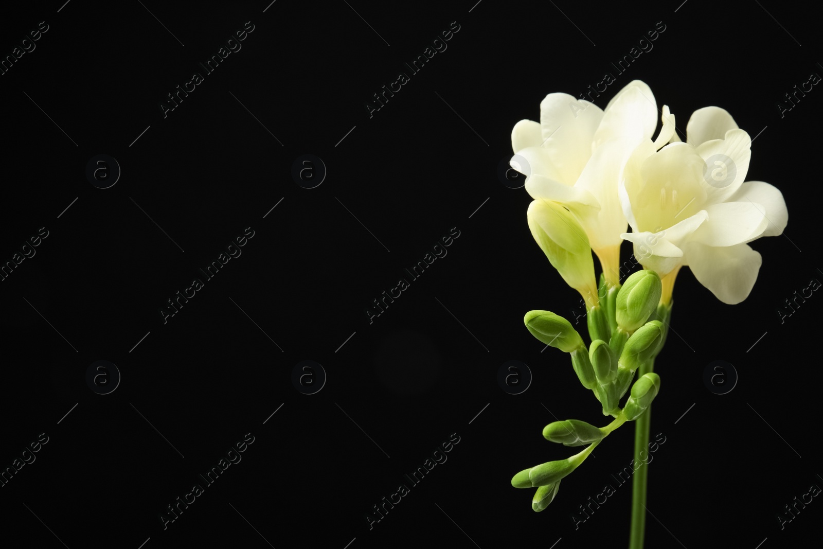 Photo of Beautiful freesia with fragrant flowers on black background. Space for text