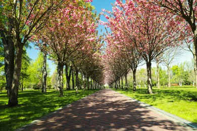 Photo of Picturesque view of beautiful park with fresh green grass and blossoming trees