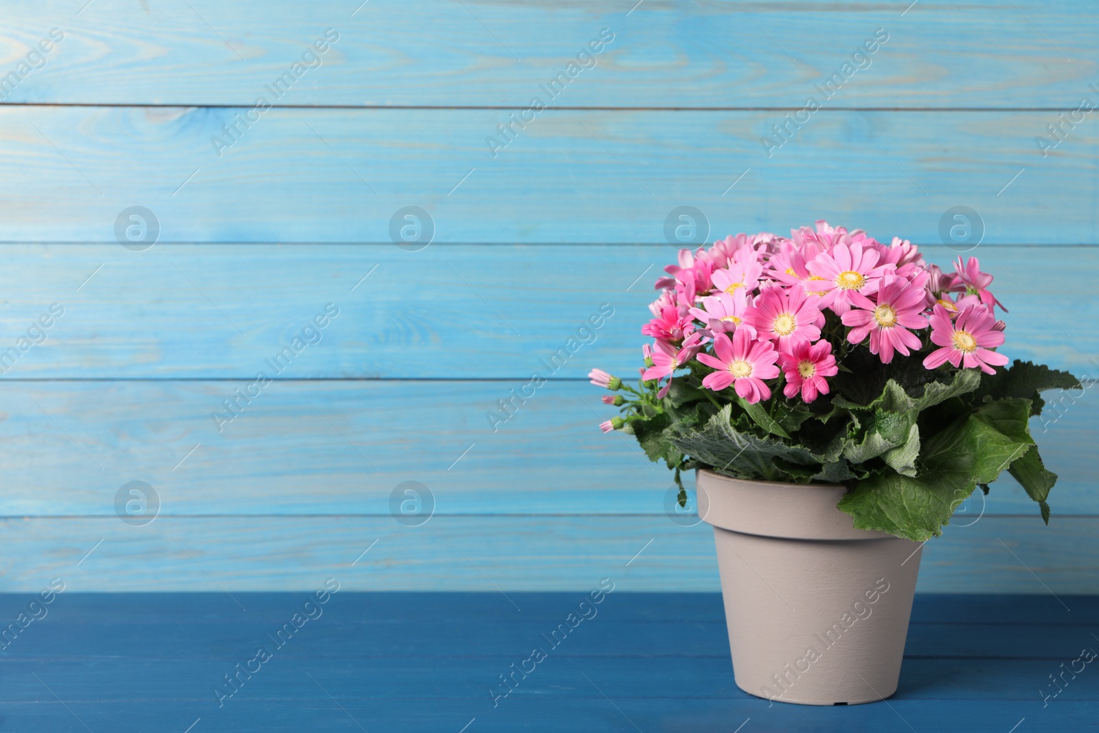 Photo of Pink cineraria plant in flower pot on blue wooden table. Space for text
