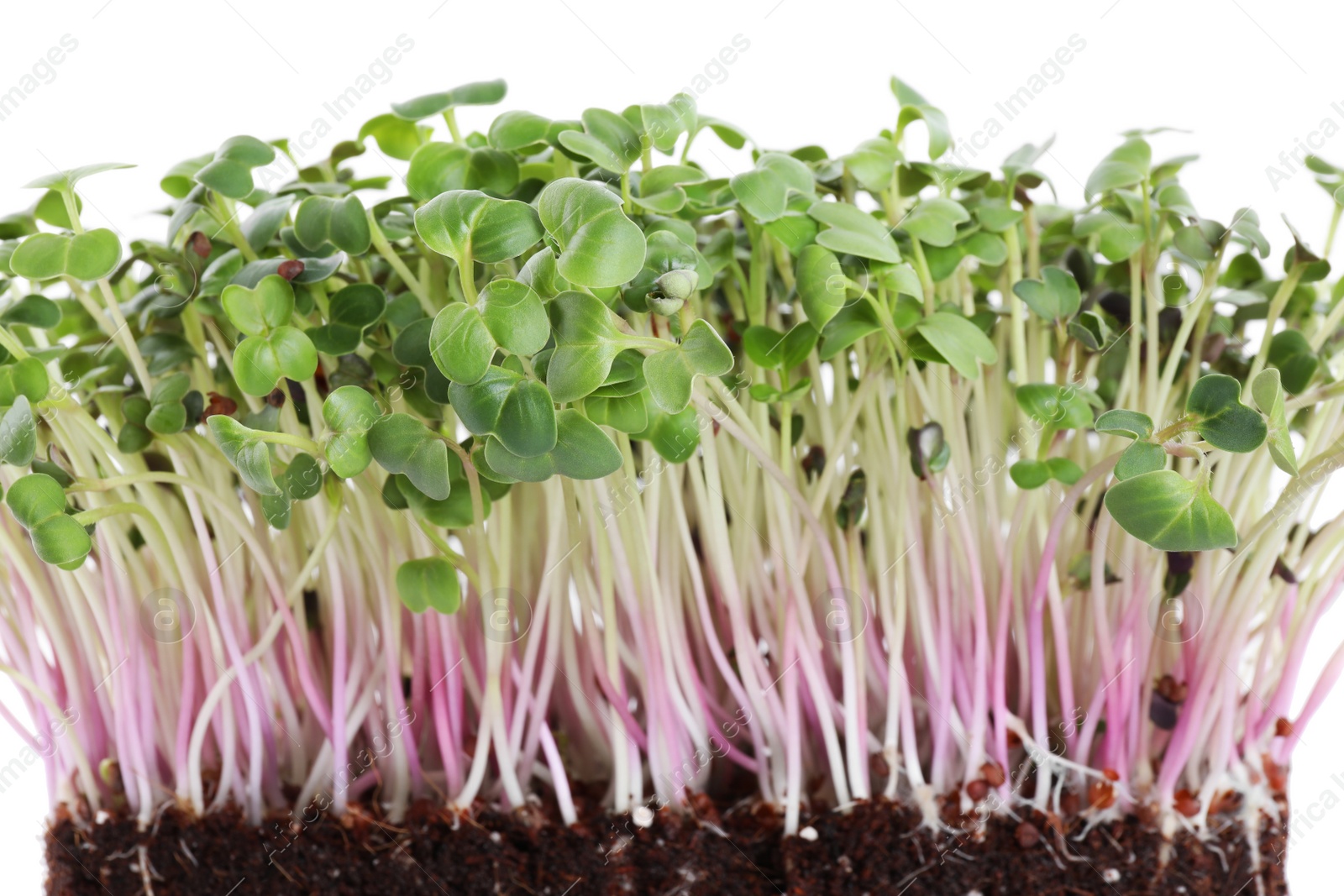 Photo of Fresh organic microgreen on white background, closeup