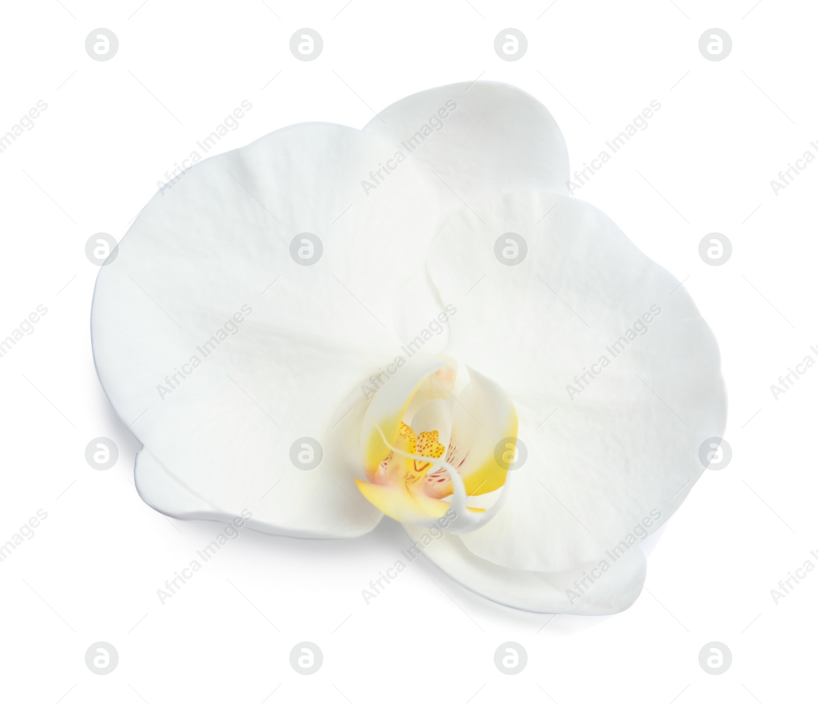 Photo of Beautiful orchid flower on white background. Tropical plant