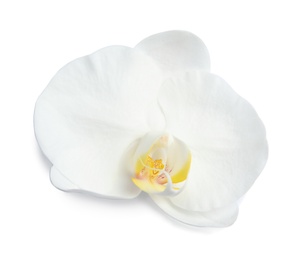 Photo of Beautiful orchid flower on white background. Tropical plant