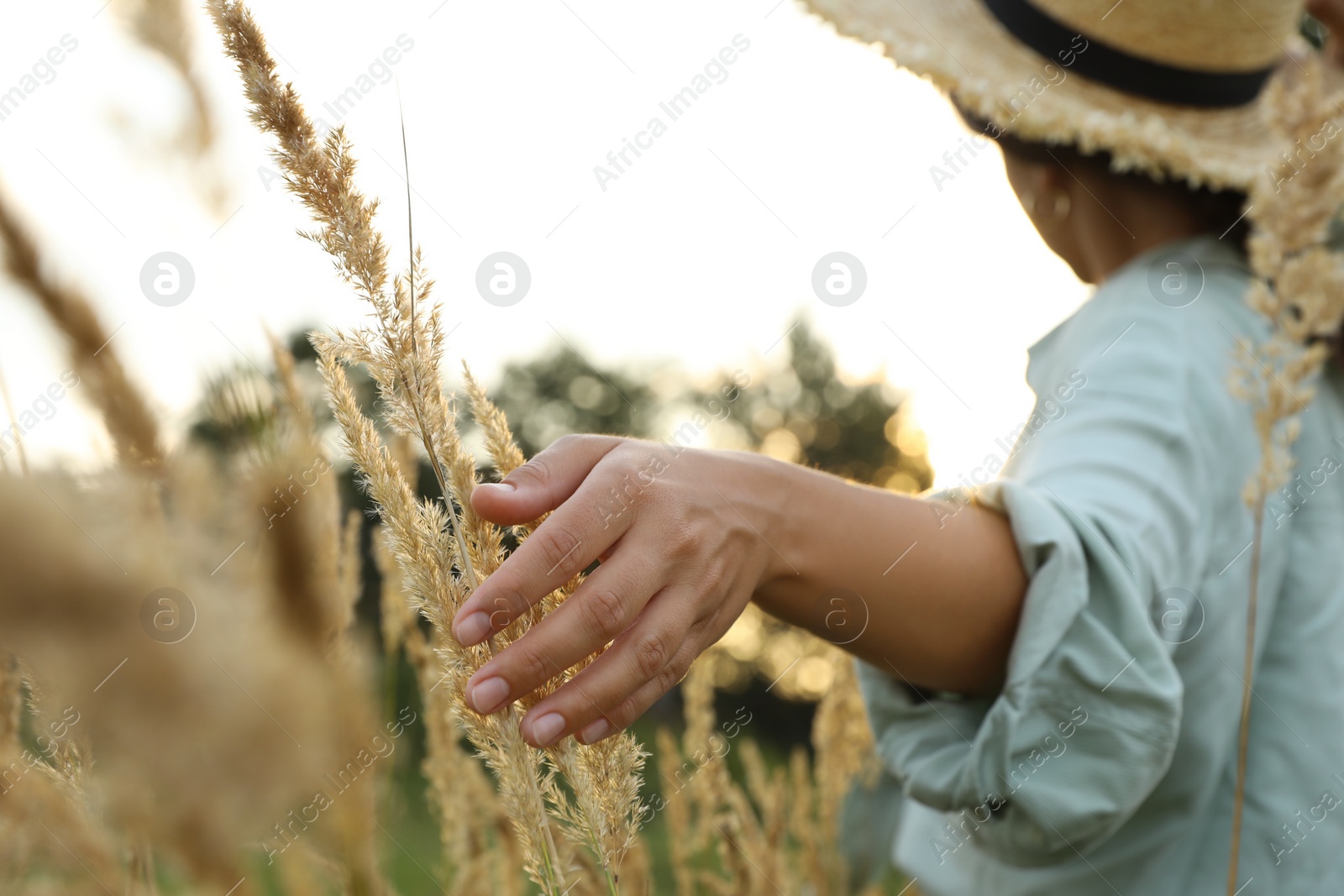 Photo of Woman walking through meadow and touching reed grass at sunset, selective focus